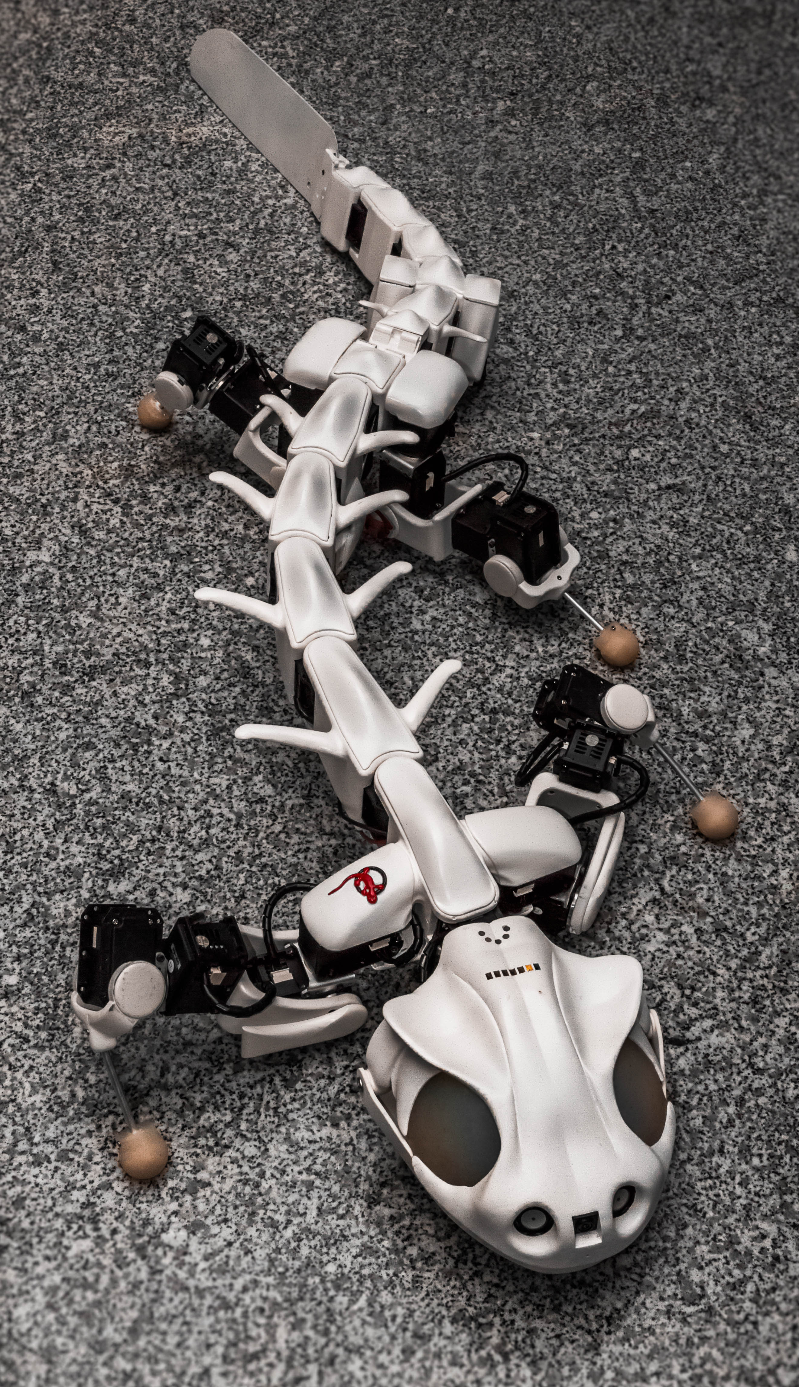 Pleurobot front